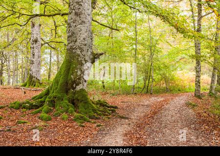 St. James Way; Alto de Mezkiritz, Roncesvalles, Navarra, Spanien Stockfoto