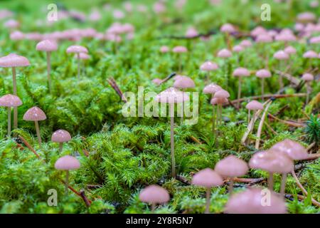 Aus der Nähe rosafarbener Pilze, die aus üppigem grünem Moos auftauchen und die atemberaubende Schönheit der Natur zeigen Stockfoto