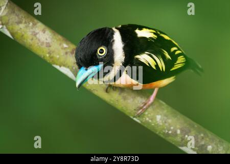 Schwarz-gelber Rundschnabel Eurylaimus ochromalus kleiner Vogel, schwarzer Kopf, Brustband, weißer Nackenbügel, gelber Rücken und Flügel, weinrosa Unterseite, bri Stockfoto