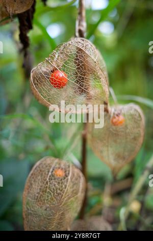 Physalis Peruviana Blumensamen. Es wird auch die chinesische Laterne Blume oder japanische Laterne Frucht genannt. Es ist getrocknet. Stockfoto