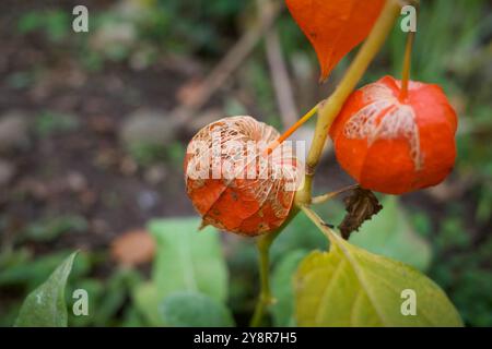 Physalis Peruviana Blumensamen. Es wird auch die chinesische Laterne Blume oder japanische Laterne Frucht genannt. Es hat sich in Orange verwandelt Stockfoto