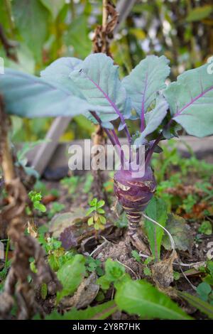 Kohlrabi im Feld. Es wird auch deutsche Rübe oder Rübenkohl genannt. Stockfoto