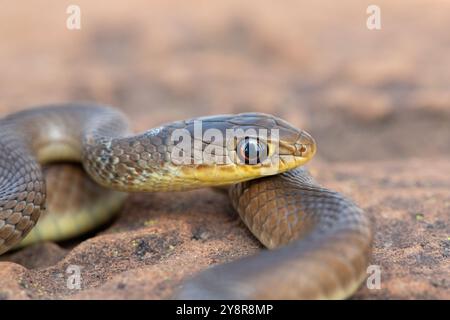 Eine junge Kurzschnurgrasschlange (Psammophis brevirostris) in freier Wildbahn Stockfoto