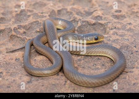 Eine junge Kurzschnurgrasschlange (Psammophis brevirostris) in freier Wildbahn Stockfoto