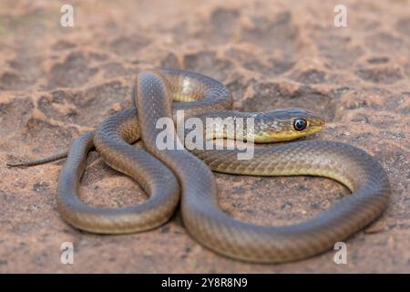 Eine junge Kurzschnurgrasschlange (Psammophis brevirostris) in freier Wildbahn Stockfoto