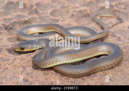 Eine junge Kurzschnurgrasschlange (Psammophis brevirostris) in freier Wildbahn Stockfoto