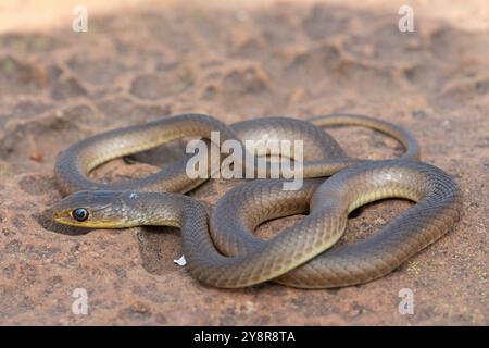 Eine junge Kurzschnurgrasschlange (Psammophis brevirostris) in freier Wildbahn Stockfoto