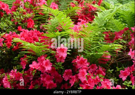 Lebhafte Frühlingsblumen von Rhododendron „Vuyk's Rosyred“ im britischen Garten Mai Stockfoto
