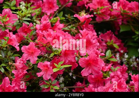 Lebhafte Frühlingsblumen von Rhododendron „Vuyk's Rosyred“ im britischen Garten Mai Stockfoto