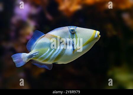 Picasso-Triggerfisch (Rhinecanthus assasi) Rotes Meer Stockfoto