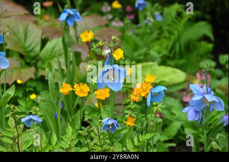 Wunderschöne Frühlingsmohn-Blüten von Meconopsis oder Himalaya-Blaumohn und Globeflower Trollius chinensis 'Golden Queen in UK Garden May Stockfoto