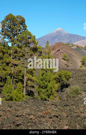 Pinus canariensis, Pino canario, Pico del Teide, El Teide Nationalpark, Teneriffa, Kanarische Insel, Spanien. Stockfoto