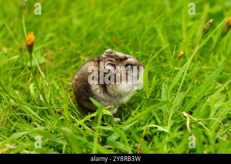 Ein neugieriges kleines Nagetier erkundet an einem sonnigen Tag in einer lebendigen Wiese frisches grünes Gras Stockfoto