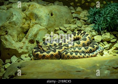 Gehörnte Viper, langnasige Viper oder gewöhnlicher Sandadder (Vipera ammodytes) Stockfoto