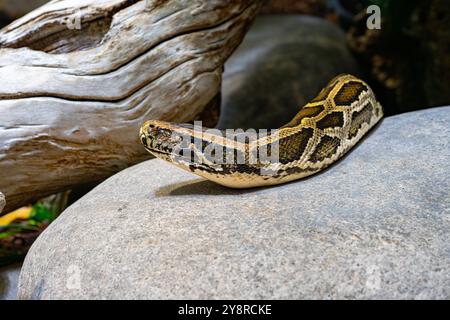 Nahaufnahme einer birmanischen Python auf dem Boden. Es stammt aus einem großen Gebiet Südostasiens. Stockfoto