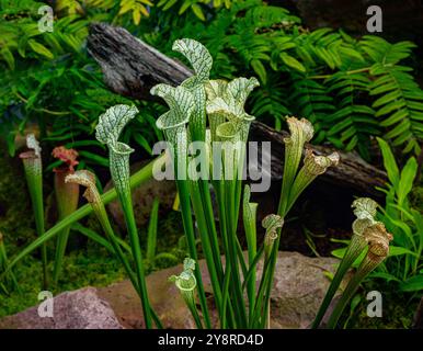 Gelbe Pitcherpflanze (Sarracenia leucophylla) in der botanischen Wilhelma, Baden-Württemberg, Deutschland, Europa Stockfoto