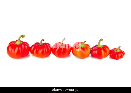 Bunte kleine rote Paprika auf weißem Hintergrund. Mini-Glocke mit süßem Pfeffer. Verschiedene Paprika. Paprika in einer Reihe. Von größer zu kleiner. Konzept von Stockfoto