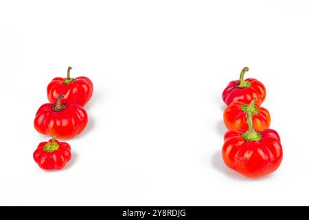 Bunte kleine rote Paprika auf weißem Hintergrund. Mini-Glocke mit süßem Pfeffer. Verschiedene Paprika. Paprika in einer Reihe. Von größer zu kleiner. Konzept von Stockfoto