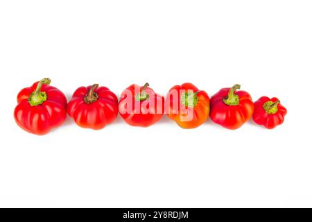Bunte kleine rote Paprika auf weißem Hintergrund. Mini-Glocke mit süßem Pfeffer. Verschiedene Paprika. Paprika in einer Reihe. Von größer zu kleiner. Konzept von Stockfoto
