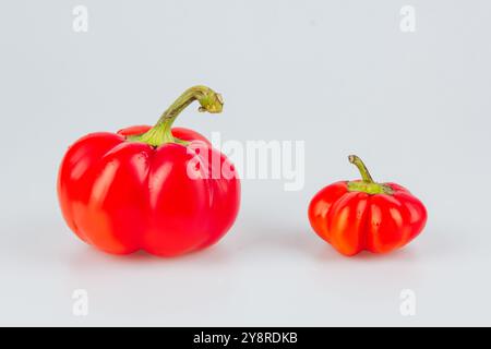 Bunte kleine rote Paprika auf weißem Hintergrund. Mini-Glocke mit süßem Pfeffer. Verschiedene Paprika. Paprika in einer Reihe. Von größer zu kleiner. Konzept von Stockfoto