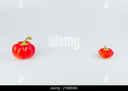 Bunte kleine rote Paprika auf weißem Hintergrund. Mini-Glocke mit süßem Pfeffer. Verschiedene Paprika. Paprika in einer Reihe. Von größer zu kleiner. Konzept von Stockfoto