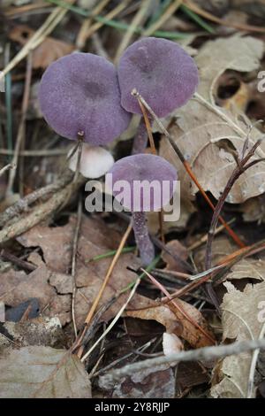 Amethyst-Betrüger im Laub Stockfoto