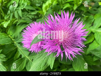 Close Up Lila Blume der Persischen Kornblume (Psephellus dealbatus, syn. Centaurea dealbata) Pflanzennähe im Sommergarten. Stockfoto