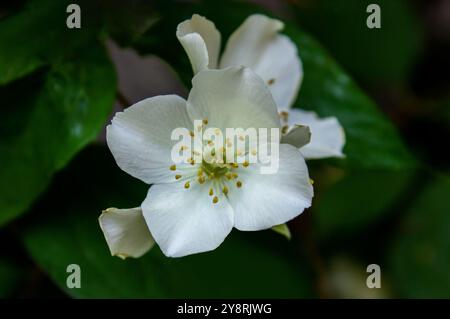 Blühender Jasminbusch mit weißen Blumen in Nahaufnahme auf unscharfem Hintergrund. Blühender und duftender Jasmin-Nahaufnahme. Stockfoto