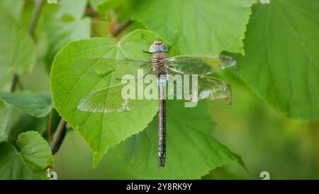 Vagrant Darter Sympetrum vulgatum gebrochene Flügel Nahaufnahme Europäische Libelle Feuchtgebiete Insekten Raubfliegende Libellen weibliche Flusswasserlandschaft Stockfoto