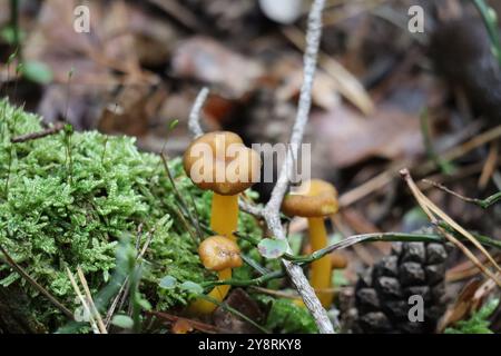 Einige Gelbstielige Trompeten-Pfifferlinge im Wald Stockfoto