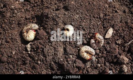 Hirschkäfer-Raupen auf offenem Boden versuchen, in den Boden zu graben. Insektenlarven liegen auf gepflügtem Boden im Frühling im Garten. Übergangszeit Stockfoto