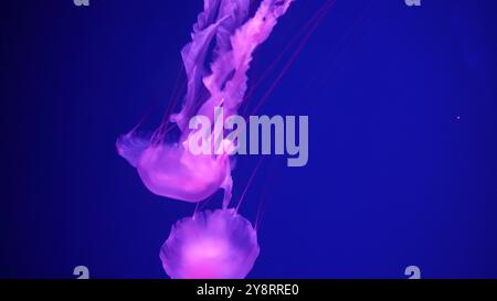 Videosammlung. Meer und Meeresquallen schwimmen im Wasser aus nächster Nähe. Beleuchtung und Biolumineszenz in verschiedenen Farben im Dunkeln. Exotisch und rar Stockfoto