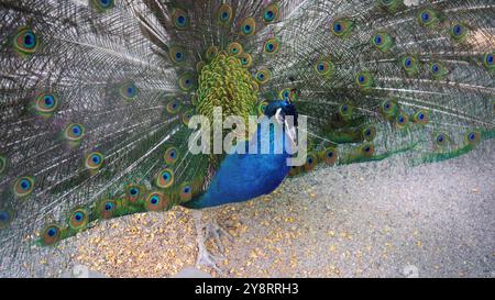 Ein wunderschöner schillernder blauer Pfau mit offenem Schwanz und Augenmuster. Er hat seinen Schwanz gefluckt, um das Weibchen zu locken. Tierpaarungsspiele. Peacock Bird feat Stockfoto