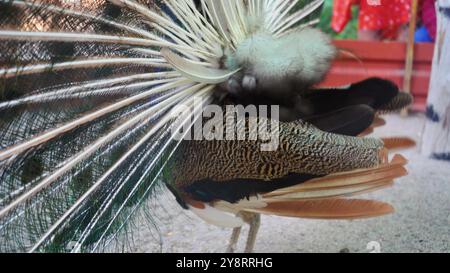 Wunderschöner schillernder blauer Pfau mit flauschigem Schwanz. Er winkt mit den Federn, um das Weibchen zu locken. Ein Pfau lockt einen Pfau mit seinem Schwanz. Tierpaarung g Stockfoto