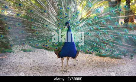 Ein wunderschöner schillernder blauer Pfau mit offenem Schwanz und Augenmuster. Er hat seinen Schwanz gefluckt, um das Weibchen zu locken. Tierpaarungsspiele. Peacock Bird feat Stockfoto