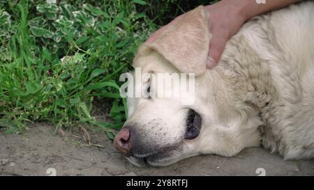 White labrador Retriever schläft auf dem Boden. White Labrador ist ein erwachsener Labrador, der auf dem Boden schläft. Nahaufnahme des Gesichts. Der Mensch ha Stockfoto