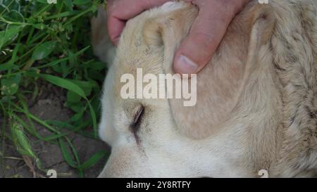 White labrador Retriever schläft auf dem Boden. White Labrador ist ein erwachsener Labrador, der auf dem Boden schläft. Nahaufnahme des Gesichts. Der Mensch ha Stockfoto