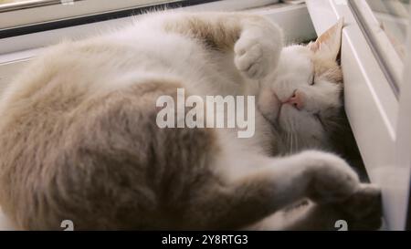 Katze schläft auf der Fensterbank, glückliche Familie. Rote Katze schläft am Fenster in der Sonne, süßes Video. Haustier-Familienmitglied für den Lebensstil von Katzen Stockfoto