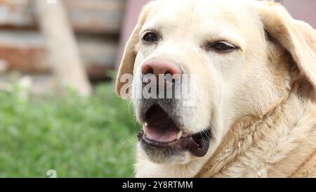 Nahaufnahme des Mauls des labrador Hundes, der nach oben blickt. Ein süßer, sandfarbener Hund wartet auf das Kommando des Besitzers oder isst gerade Essen. Hund ist der Mensch Stockfoto