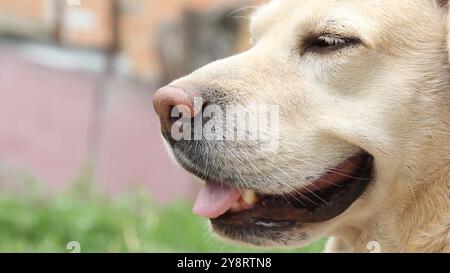 Nahaufnahme des Mauls des labrador Hundes, der nach oben blickt. Ein süßer, sandfarbener Hund wartet auf das Kommando des Besitzers oder isst gerade Essen. Hund ist der Mensch Stockfoto