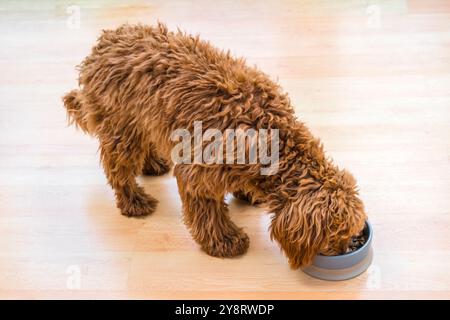Cavapoo Welpe (7 Monate alt) isst Hundefutter aus einer Schüssel. Stockfoto