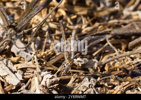 Eine weibliche Rothaarige oder nomadische Libelle, Sympetrum fonscolombii, die auf einem Zweig ruht. Stockfoto