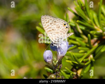 Leptotes pirithous, allgemein bekannt als Langs Kurzschwanz-blauer Schmetterling oder gewöhnlicher Zebrablauer Schmetterling. Stockfoto