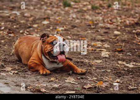 Das Gesicht einer französischen Bulldogge mit herausstehender Zunge ist im Rahmen zu sehen. Ein Hund im Park auf Lehm mit Herbstlaub auf dem Boden. Stockfoto