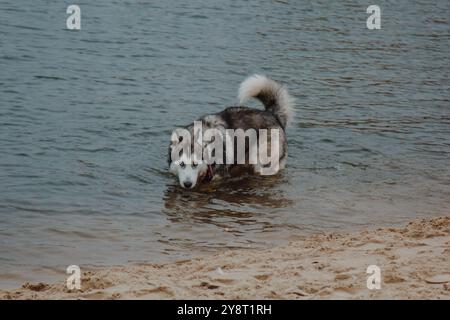 Husky ist mit den Füßen im See und trinkt Wasser. Süßer grau-weißer Husky in einem Teich. Ein Hund mit dickem Pelz spaziert im Fluss. Stockfoto
