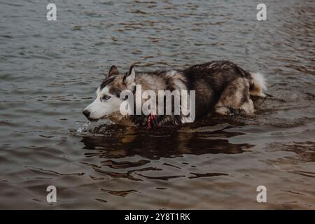 Husky ist mit den Füßen im See und trinkt Wasser. Süßer grau-weißer Husky in einem Teich. Ein Hund mit dickem Pelz spaziert im Fluss. Stockfoto
