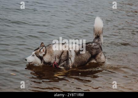 Husky ist mit den Füßen im See und trinkt Wasser. Süßer grau-weißer Husky in einem Teich. Ein Hund mit dickem Pelz spaziert im Fluss. Stockfoto