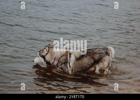 Husky ist mit den Füßen im See und trinkt Wasser. Süßer grau-weißer Husky in einem Teich. Ein Hund mit dickem Pelz spaziert im Fluss. Stockfoto