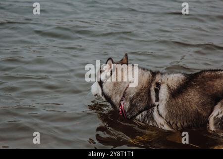 Husky ist mit den Füßen im See und trinkt Wasser. Süßer grau-weißer Husky in einem Teich. Ein Hund mit dickem Pelz spaziert im Fluss. Stockfoto