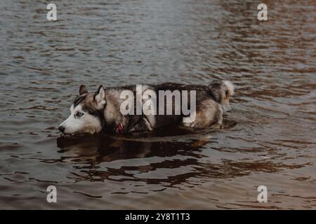 Süßer grau-weißer Husky in einem Teich. Ein Hund mit dickem Pelz schwimmt im Wasser. Husky schwimmt im See. Stockfoto